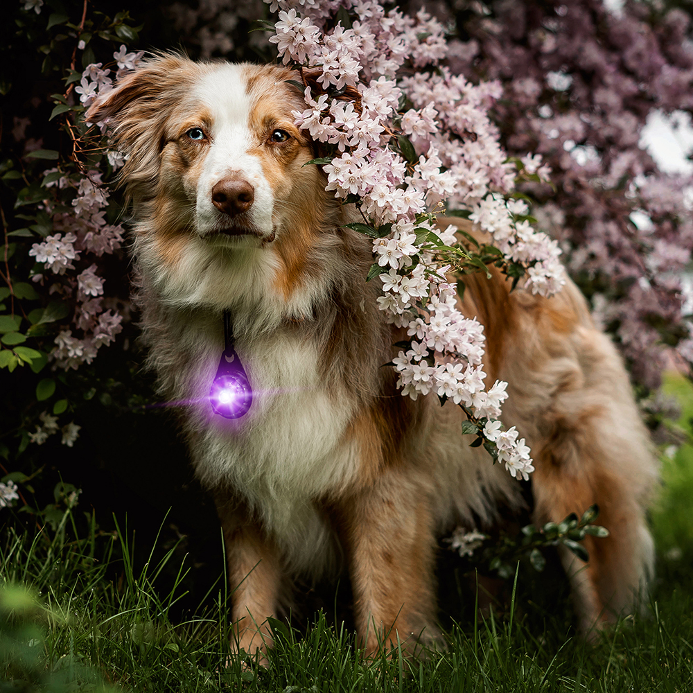 Hund, Collie, Blumenstrauch, lila LED