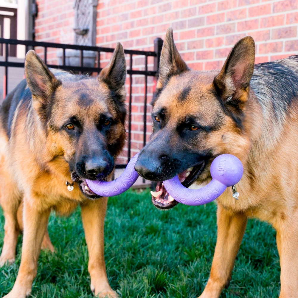 Hund, Kauspielzeug, Gummi-Spielzeug, Lila Kugel, Gras im Hintergrund