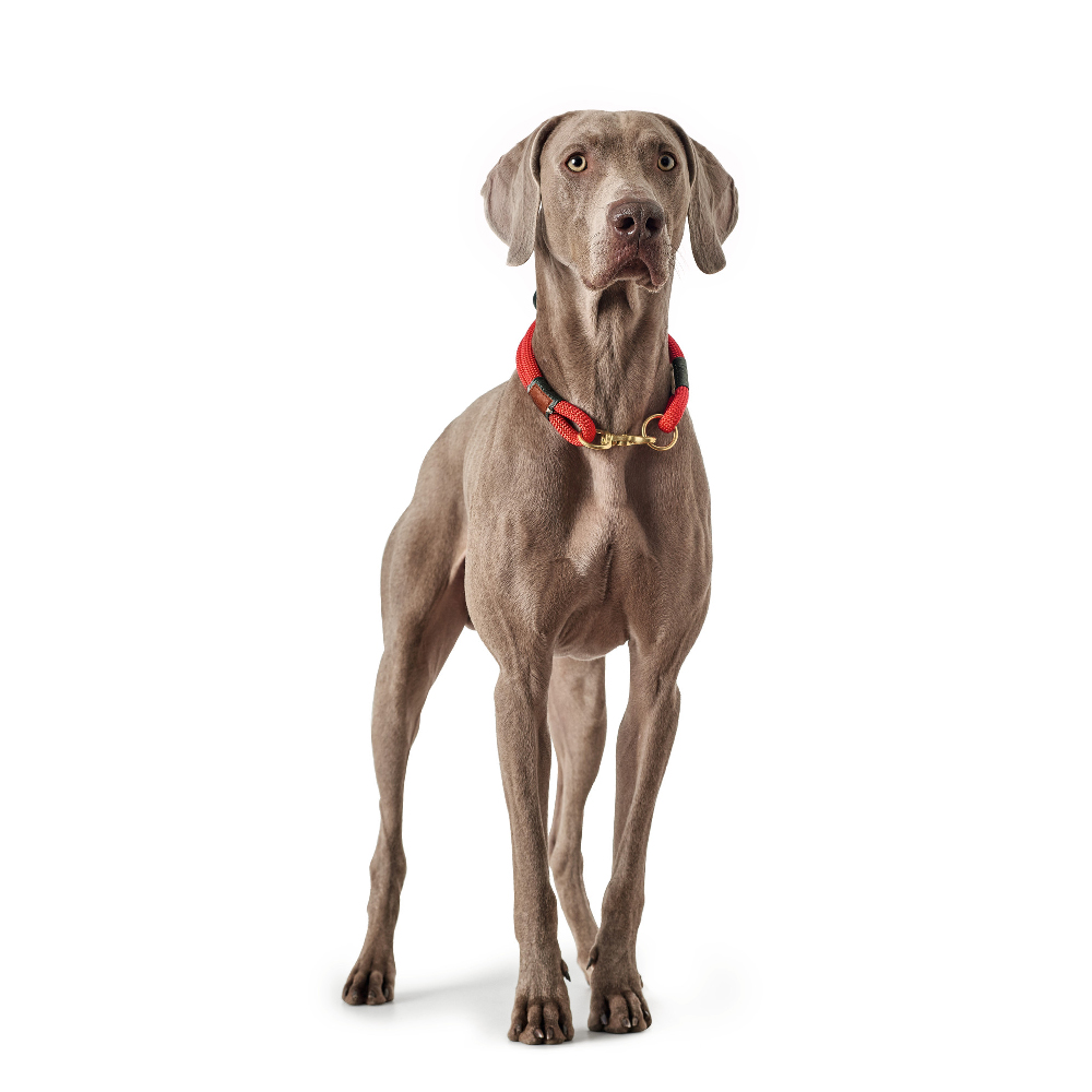 Hund, Säugetier, Haustier, Zeiger