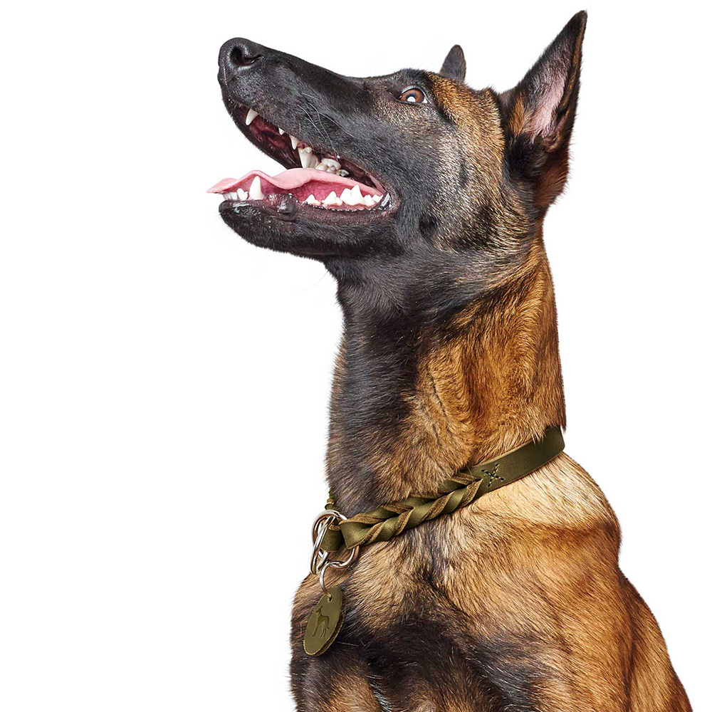 Hund, Collar, Kette, Metallanhänger, braun-schwarz