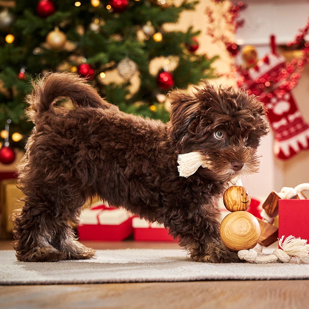 Hund, Säugetier, Haustier, Welpe