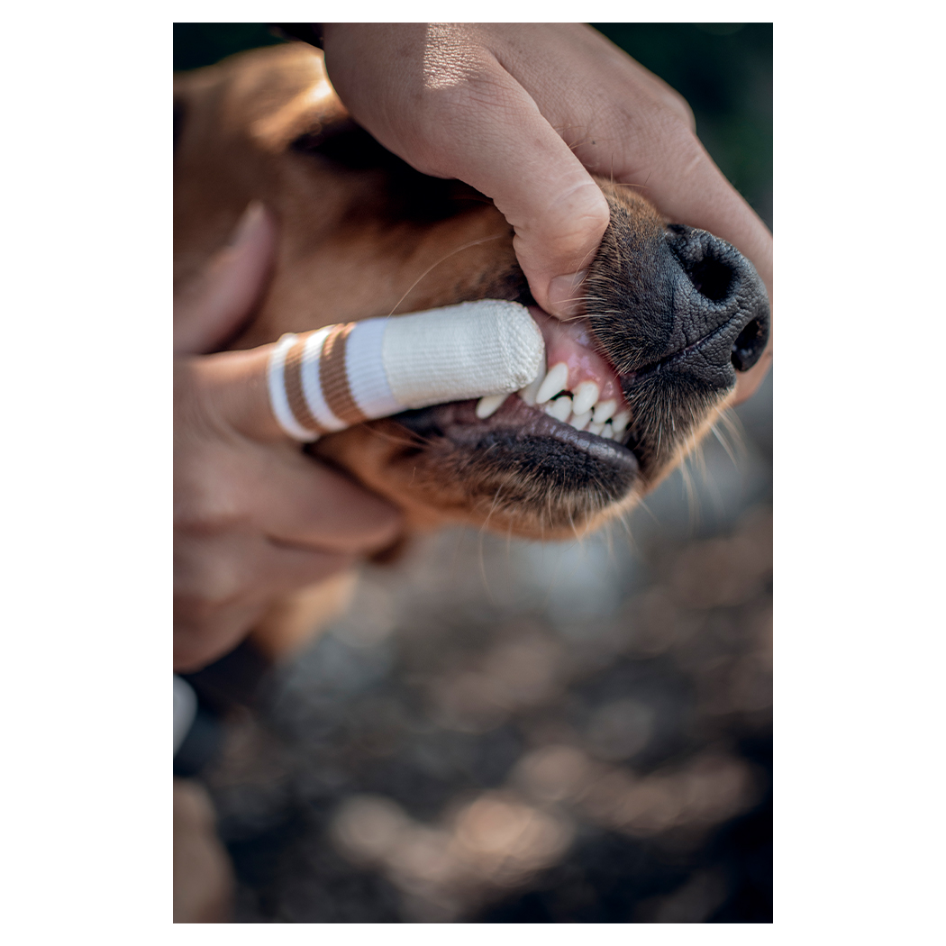 Hund, Zahnbürsten für Hunde, Pfotenbandage, Bandage, Mundinspektion