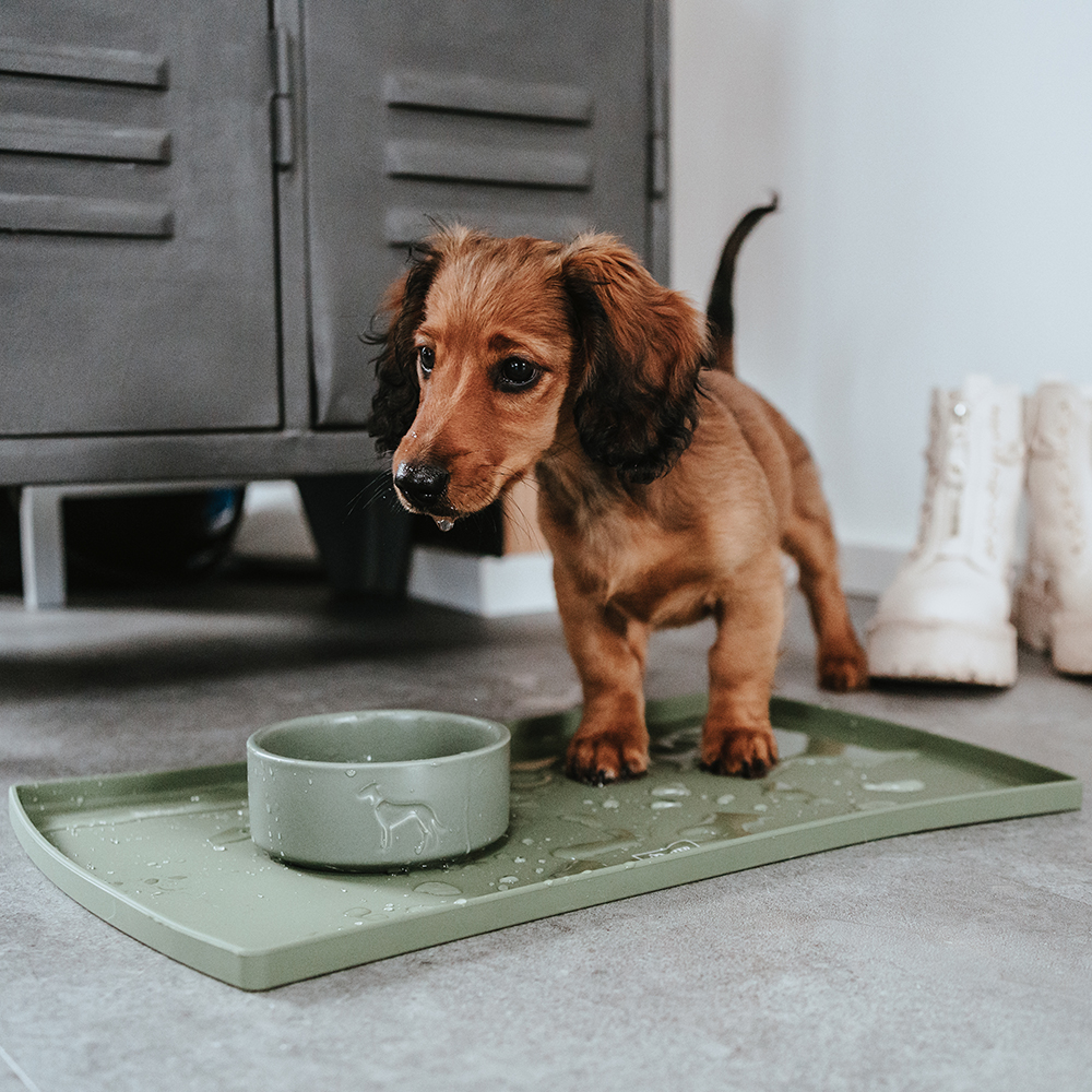 Hund, Säugetier, Haustier, Welpe