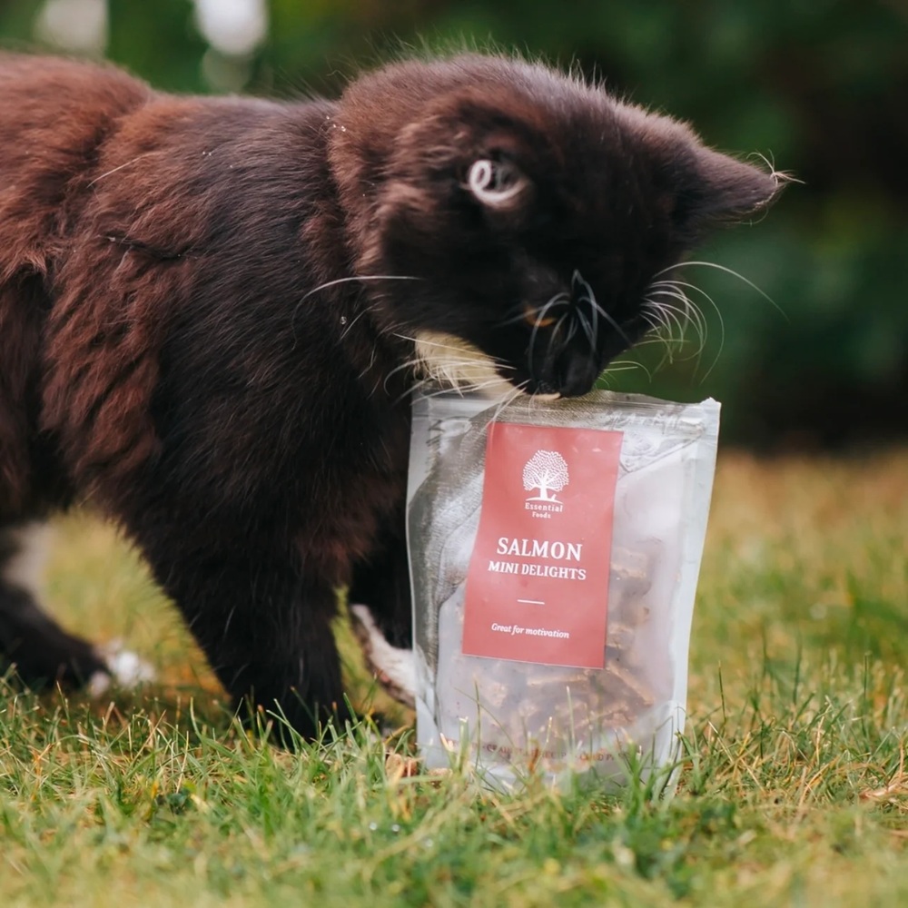 Tier, Katze, Säugetier, Haustier