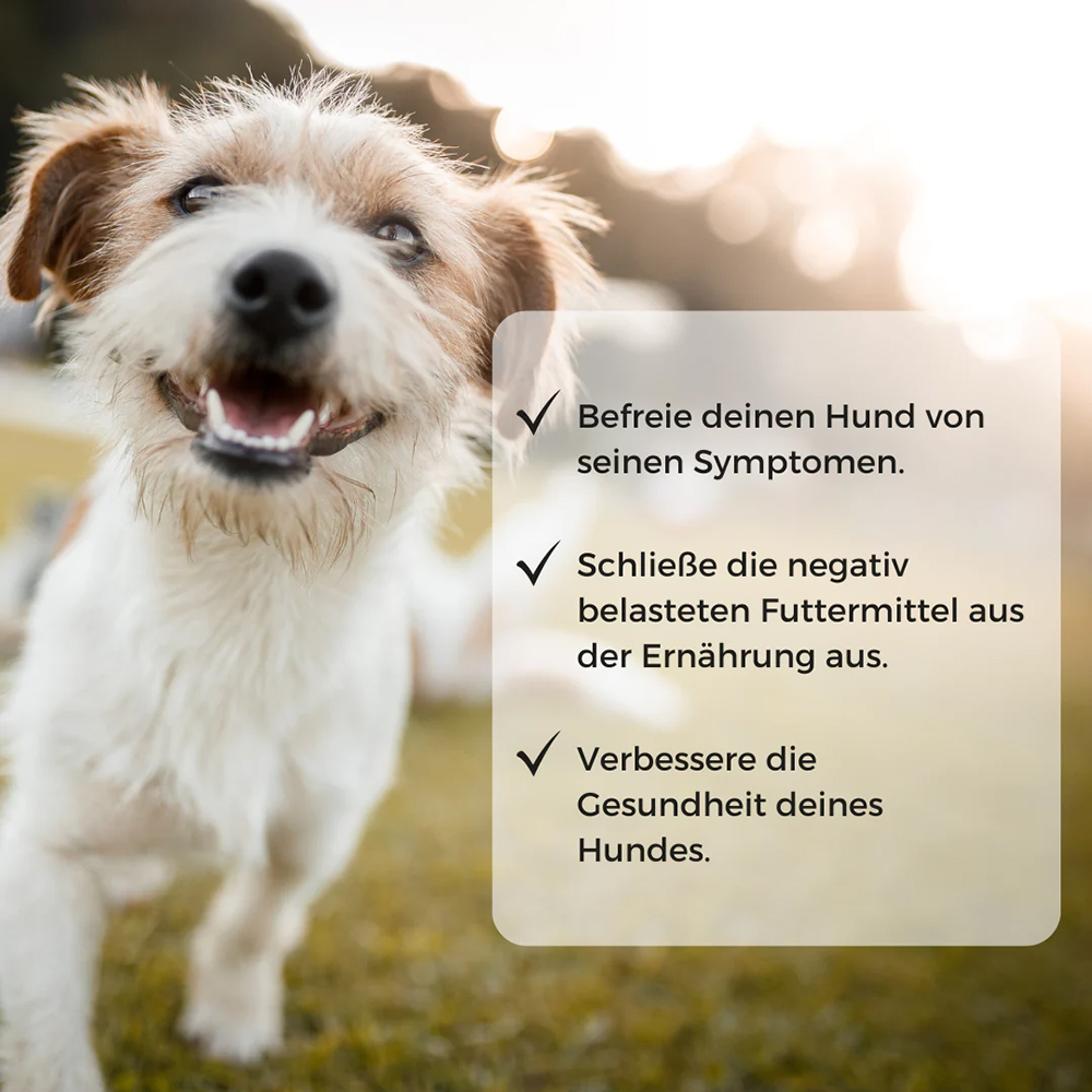 Hund, Hundewellness, Futterentfernung, Symptome, Gesundheit