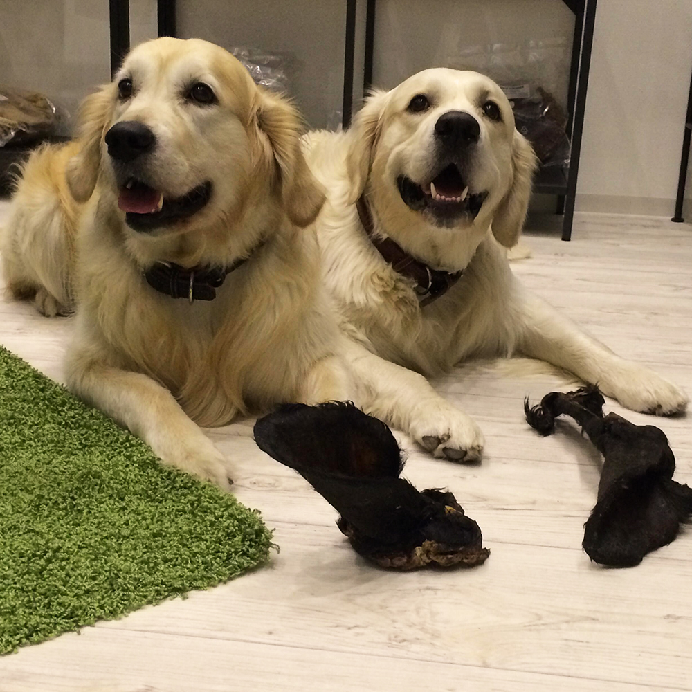 golden retriever, hund, haustier, halsband, knochen