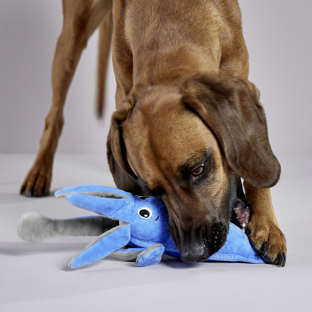 Hund, Spielzeug, Kauspielzeug, Kauspielzeug Hund, Blaues Plüschspielzeug