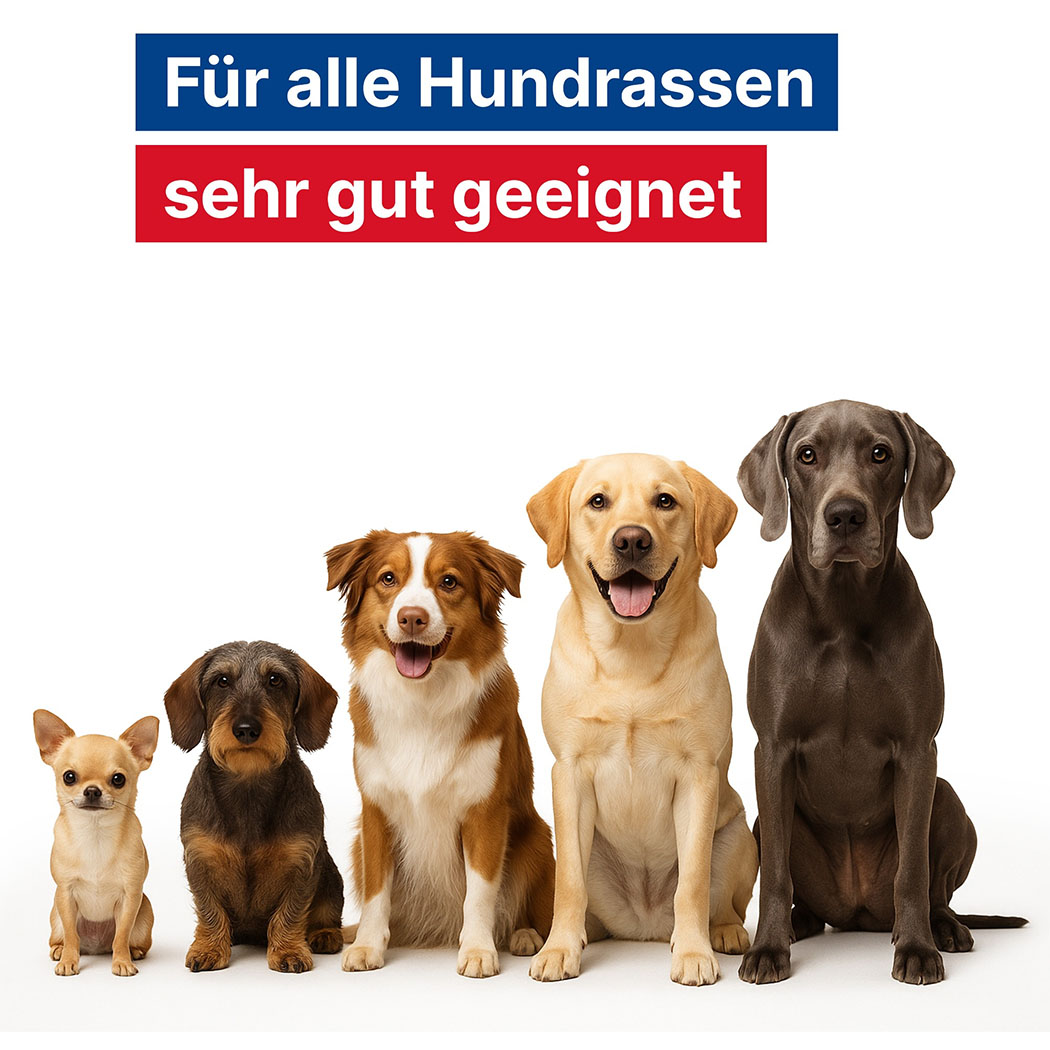 hund, hunde, tierbild, haustier, gruppenfoto