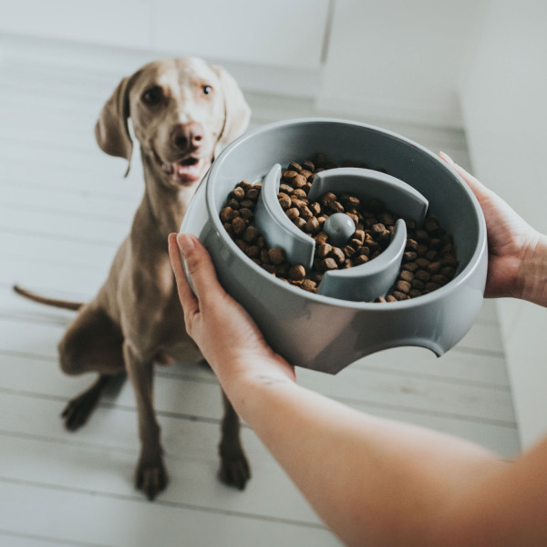 Hund, Säugetier, Haustier, Person, Schüssel