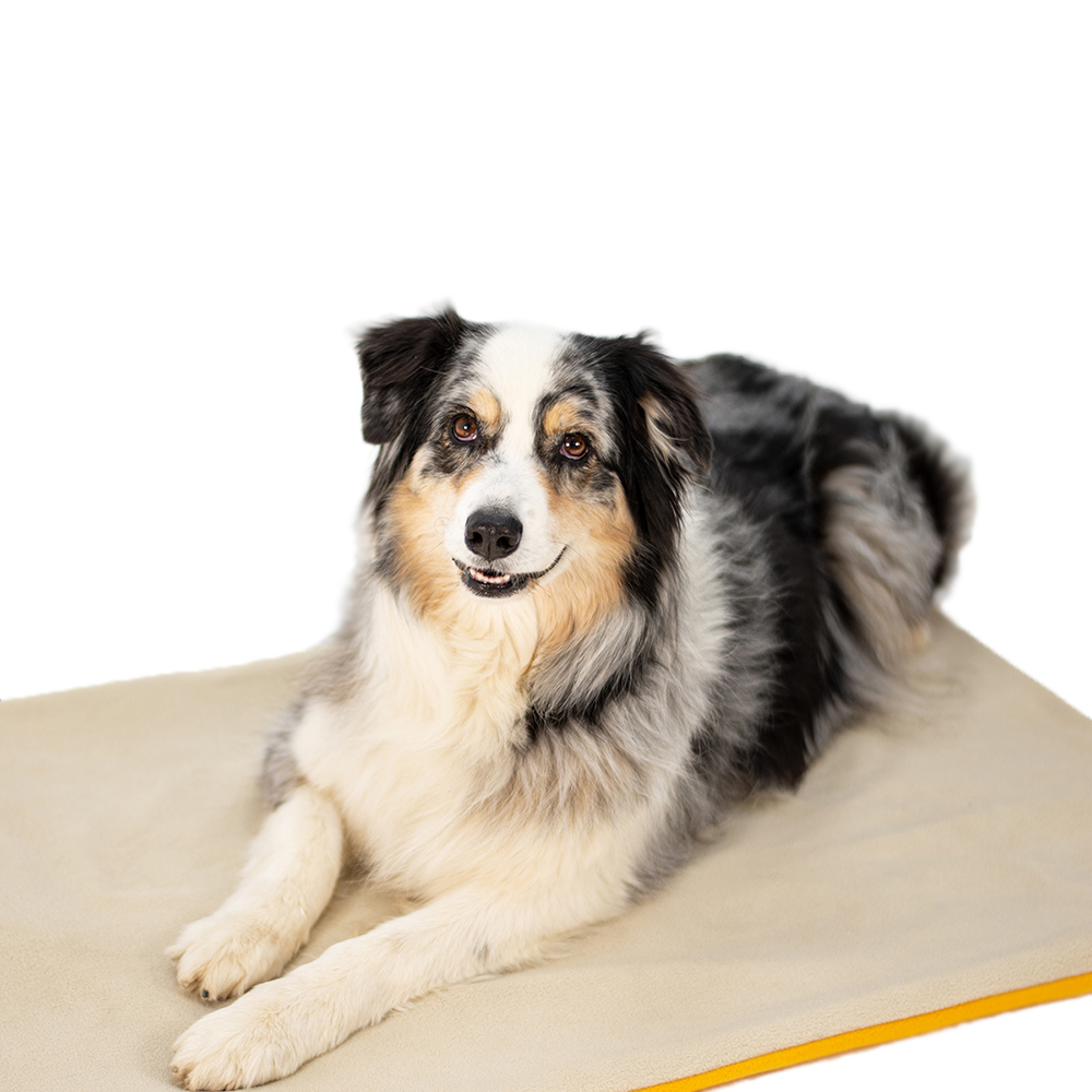 Hund, Australian Shepherd, Fell, Teppich, Matte, Hundematte, Haustier, Tier, Tierliebe
