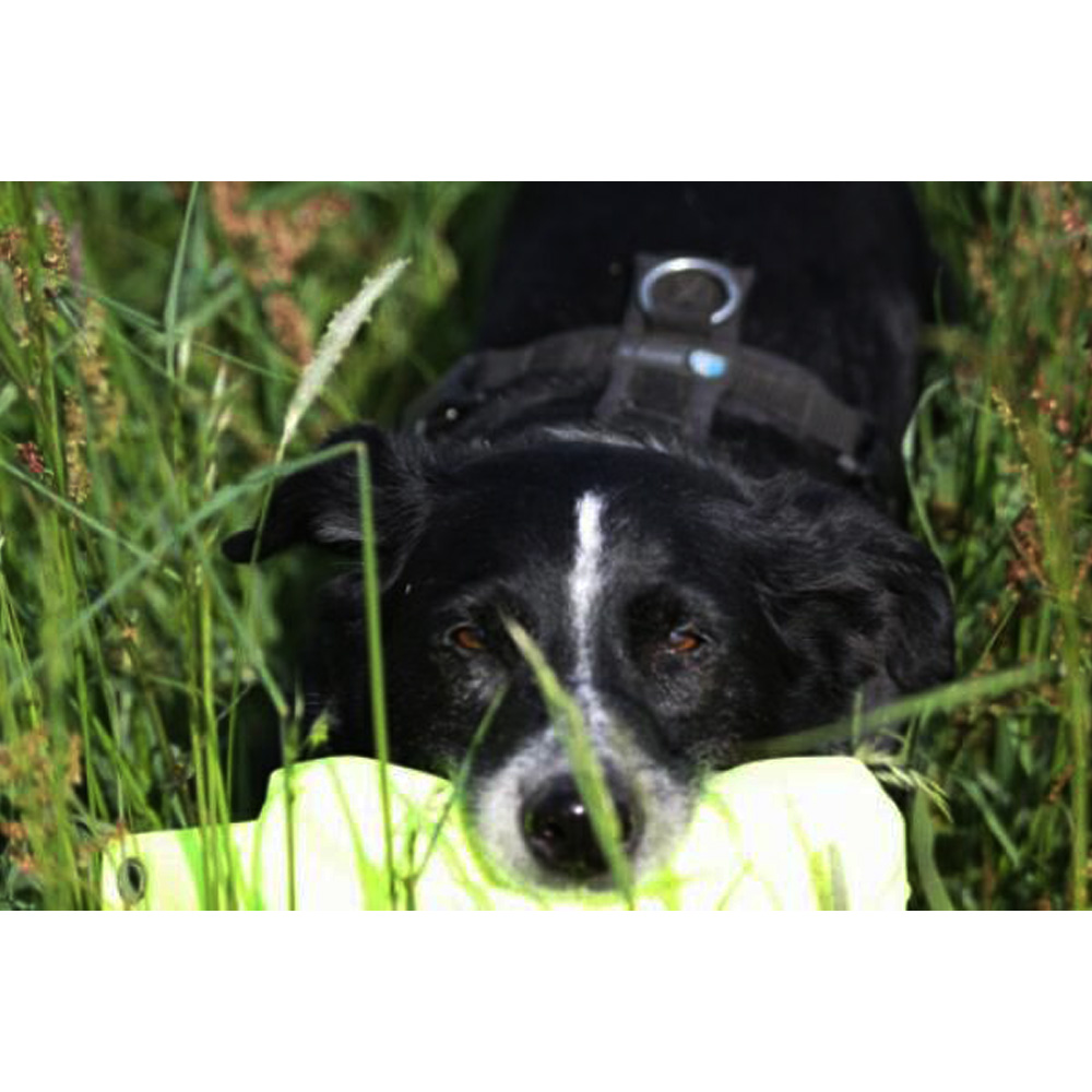 Hund, Schwarz-weiß, Tier, Collar/Leine?, Gras