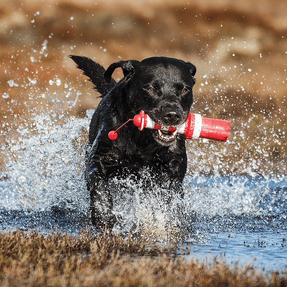 Hund, Schwimmender Hund, Spielzeug-Knochen, Schwarz, Outdoor-Action