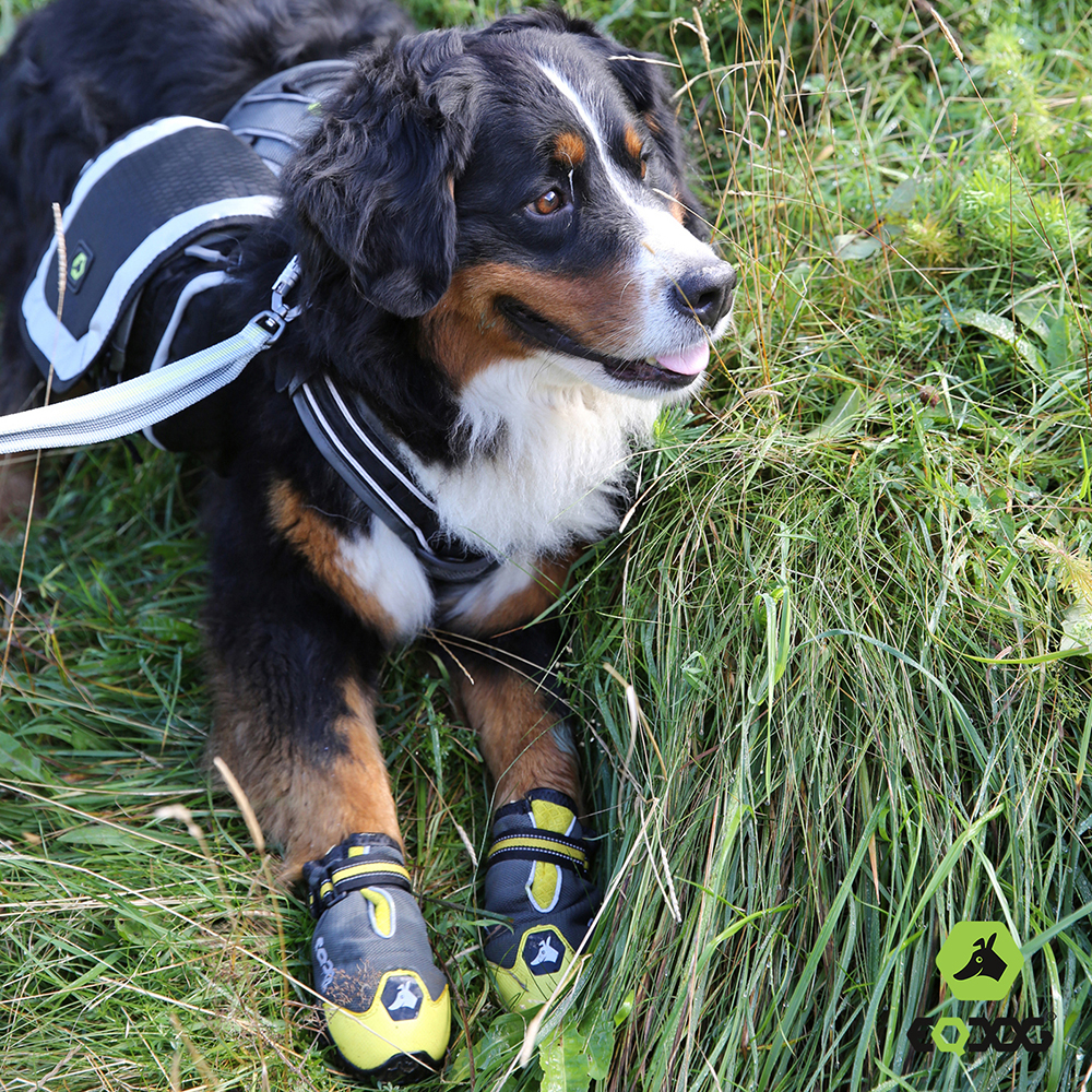 hund, jacke, hundeoutfit, schutzschuhe, leinenhalsband