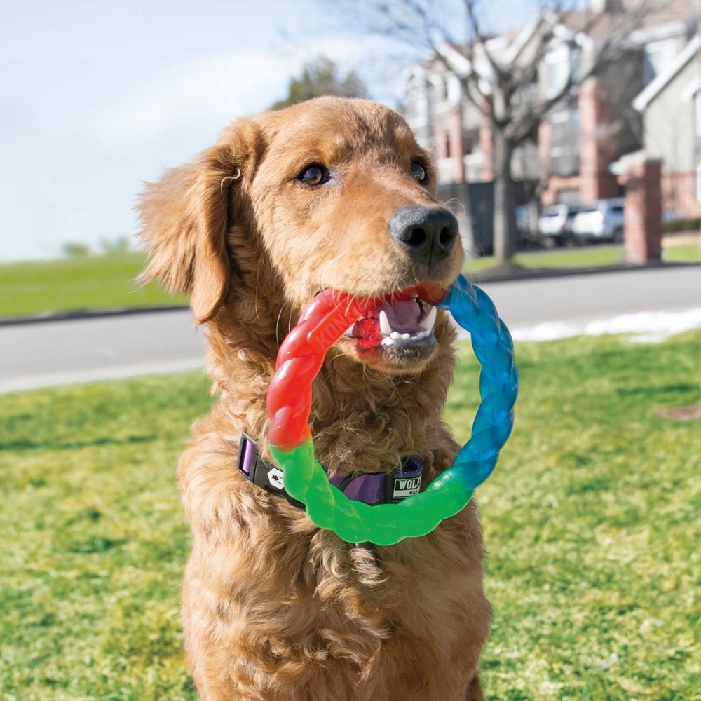 Hund, Kauspielzeug, Gummi Ring, bunt, Halsband