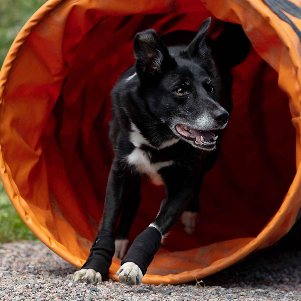 Hund, schwarz-weiß, Tiertraining, Tunnel, Outdoor