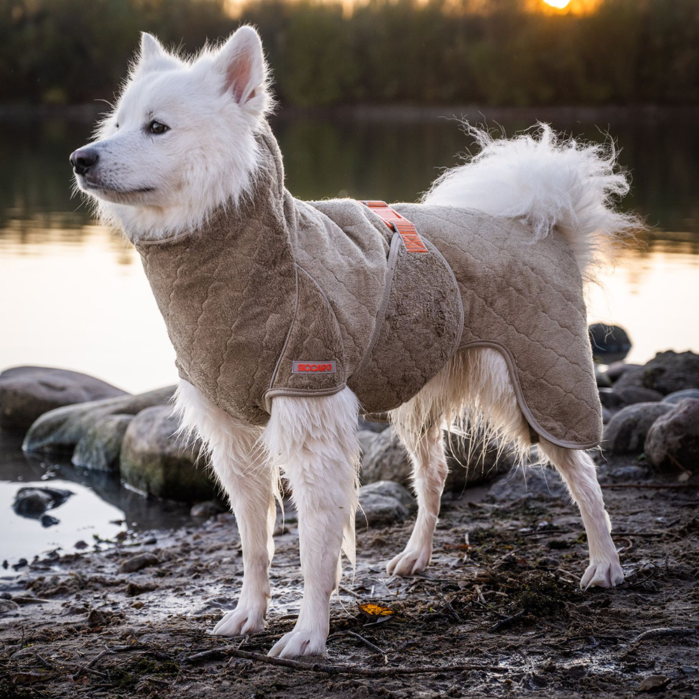 Hund, Säugetier, Weißer Hund, Eskimo-Hund