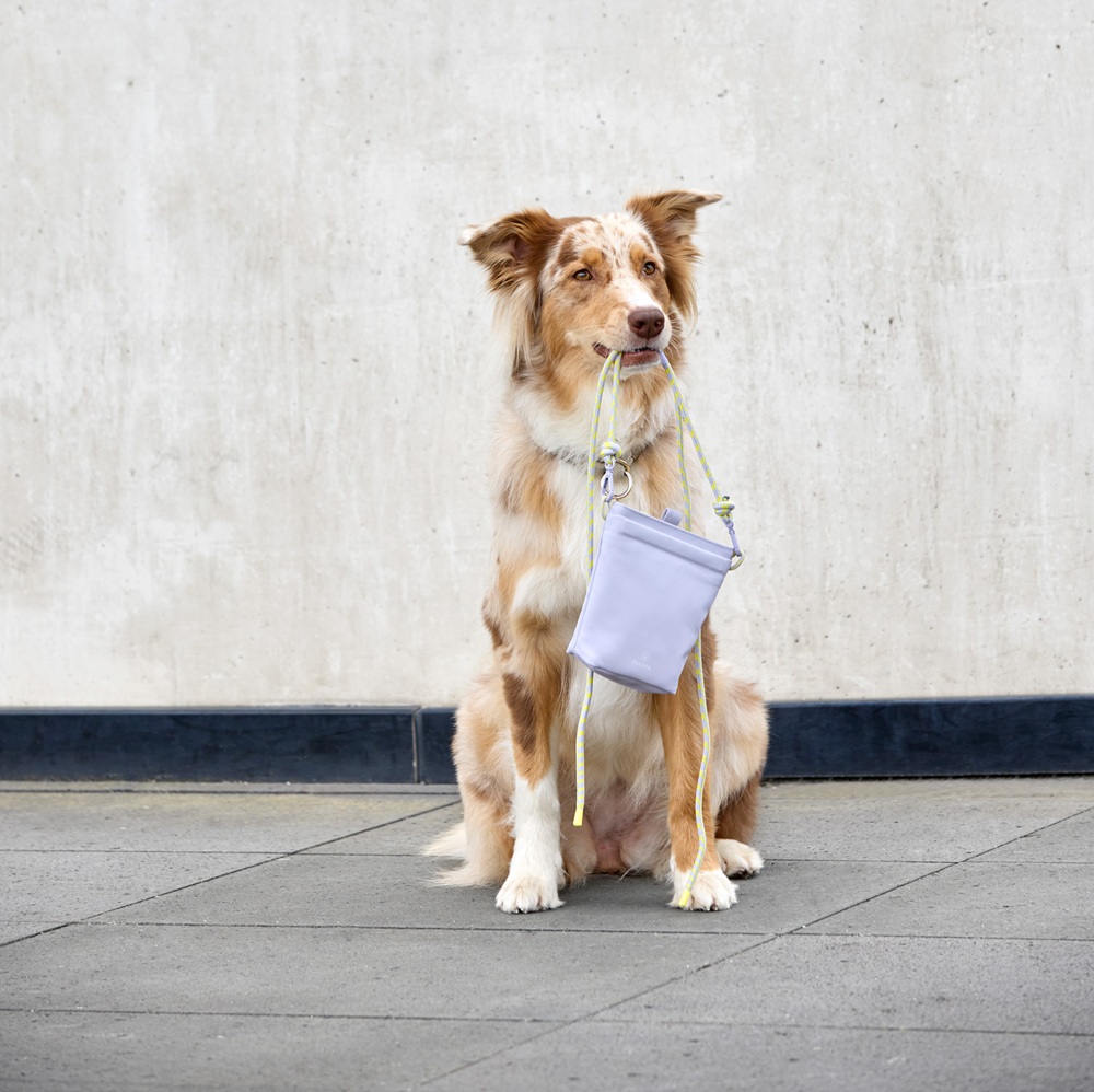 Hund, Collie, Tierzubehör, lila Tasche, Leine