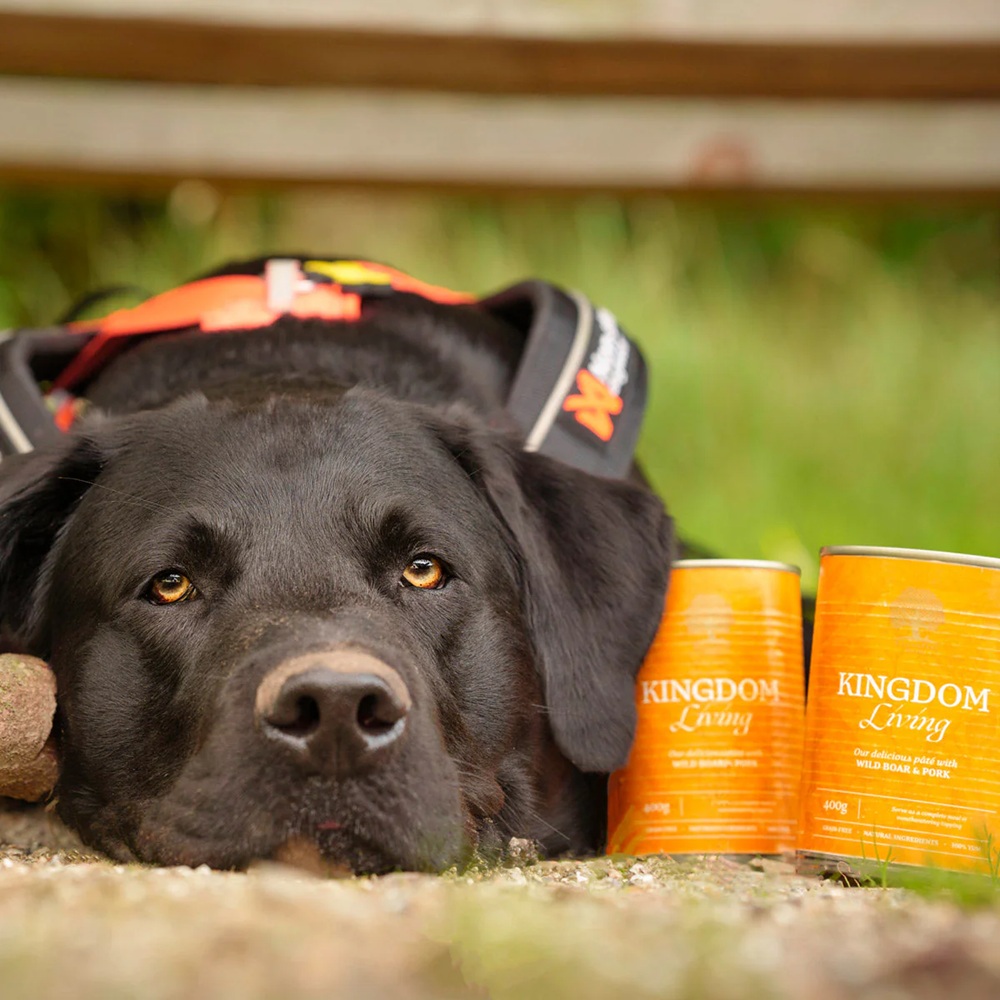 schwarzer hund, Hundefutter, Dosenfutter, orange Dosen, Halsband/Geschirr