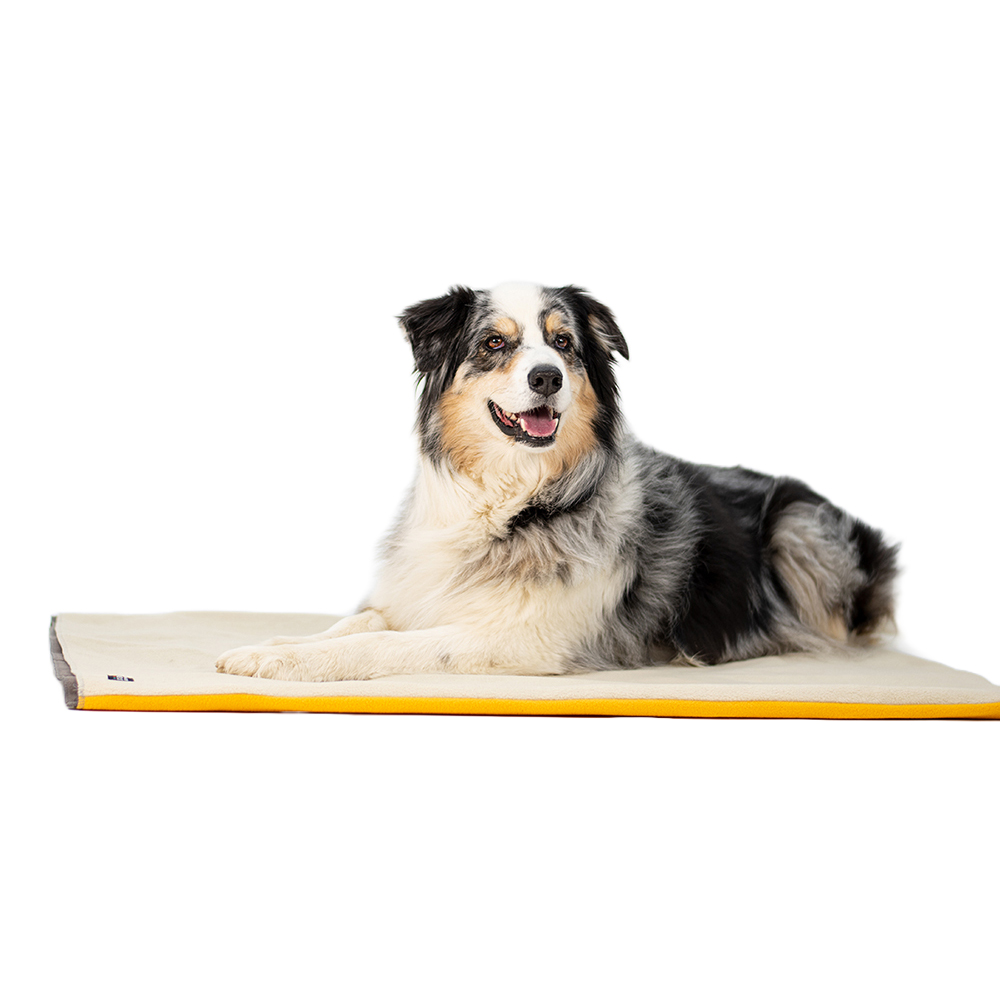 Hund, Hundedecke, Hundebett, Auflage, Matte