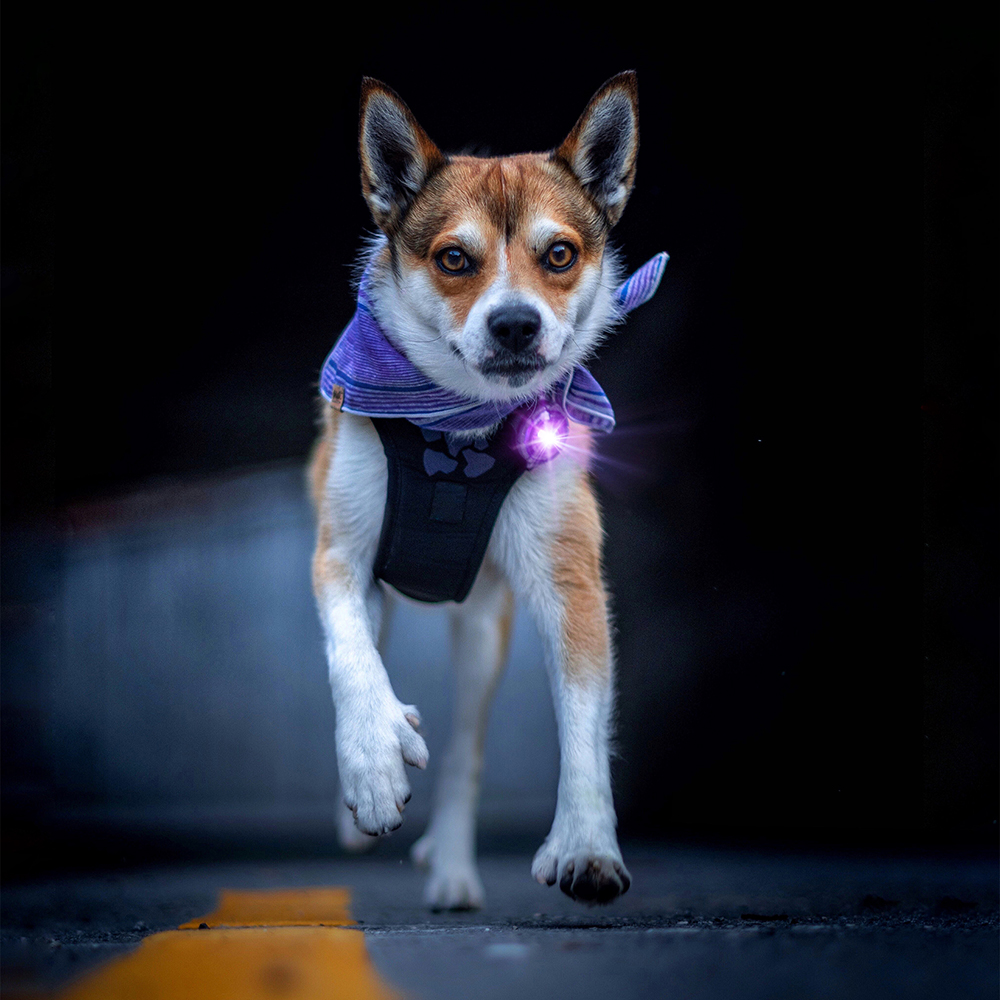 Hund, Chihuahua, Gehte, Mods?, Kopf?