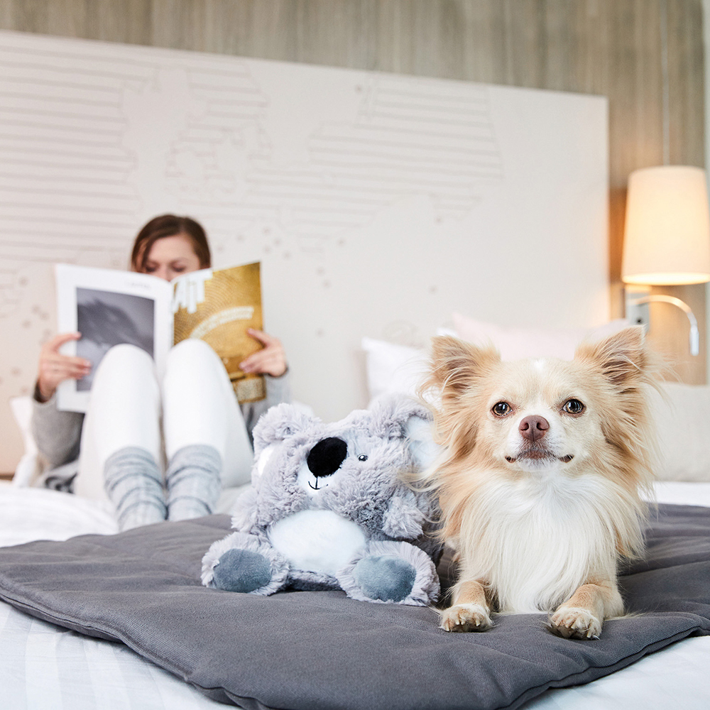 Hund, Hund mit Fell, Spielzeugteddy, Bettdeko, Wohnzimmer