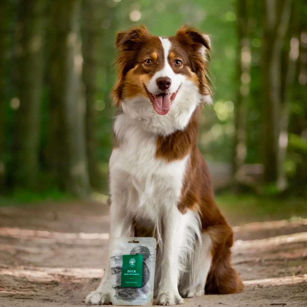 Hund, Collie, Waldweg, Tierfutter, Beutel
