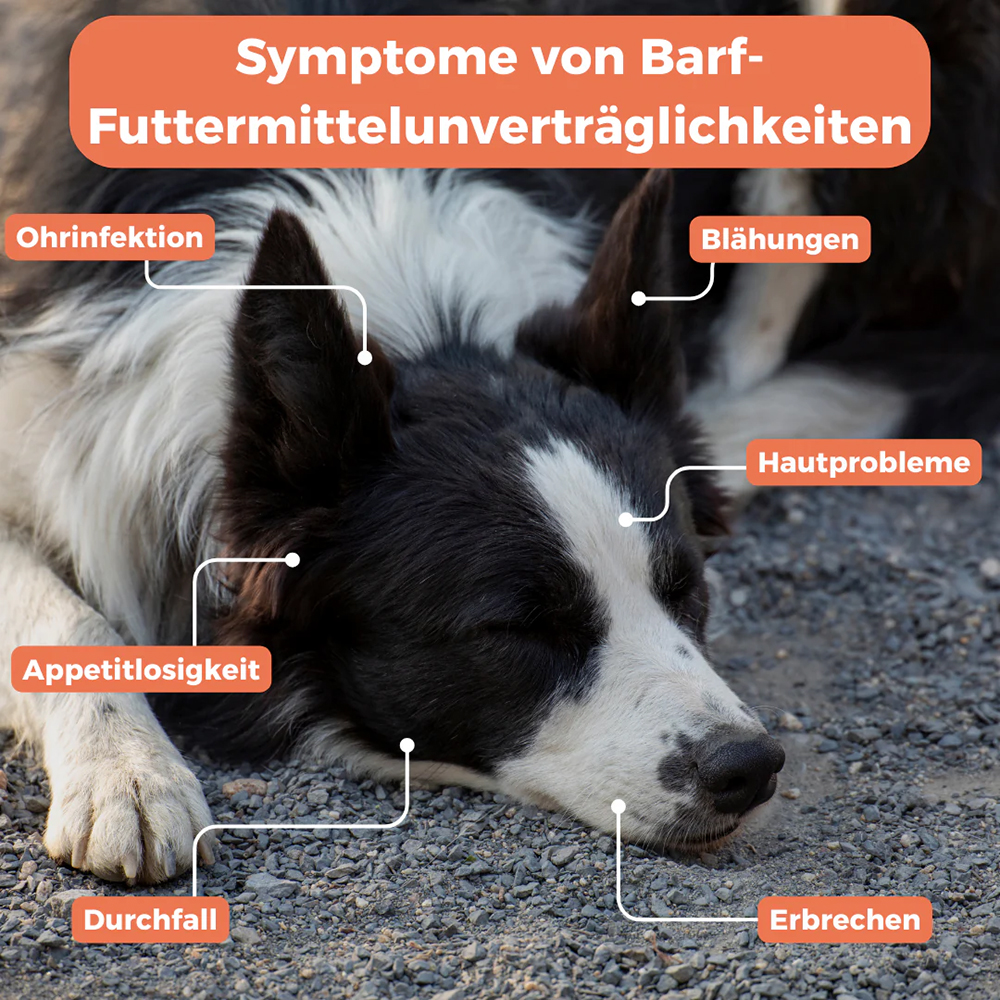 Hund, Säugetier, Haustier, Schnauze