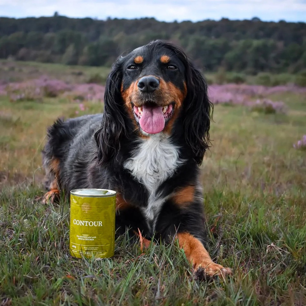 Hund, Schwarz | Braun, Laufender Hund, Tierreich, Dosenfutter