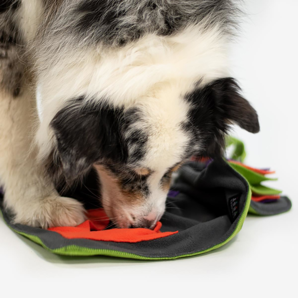 Hund, Hunde-Spielzeug, Kau-Snack, Kuscheldecke, Pfotenpflege