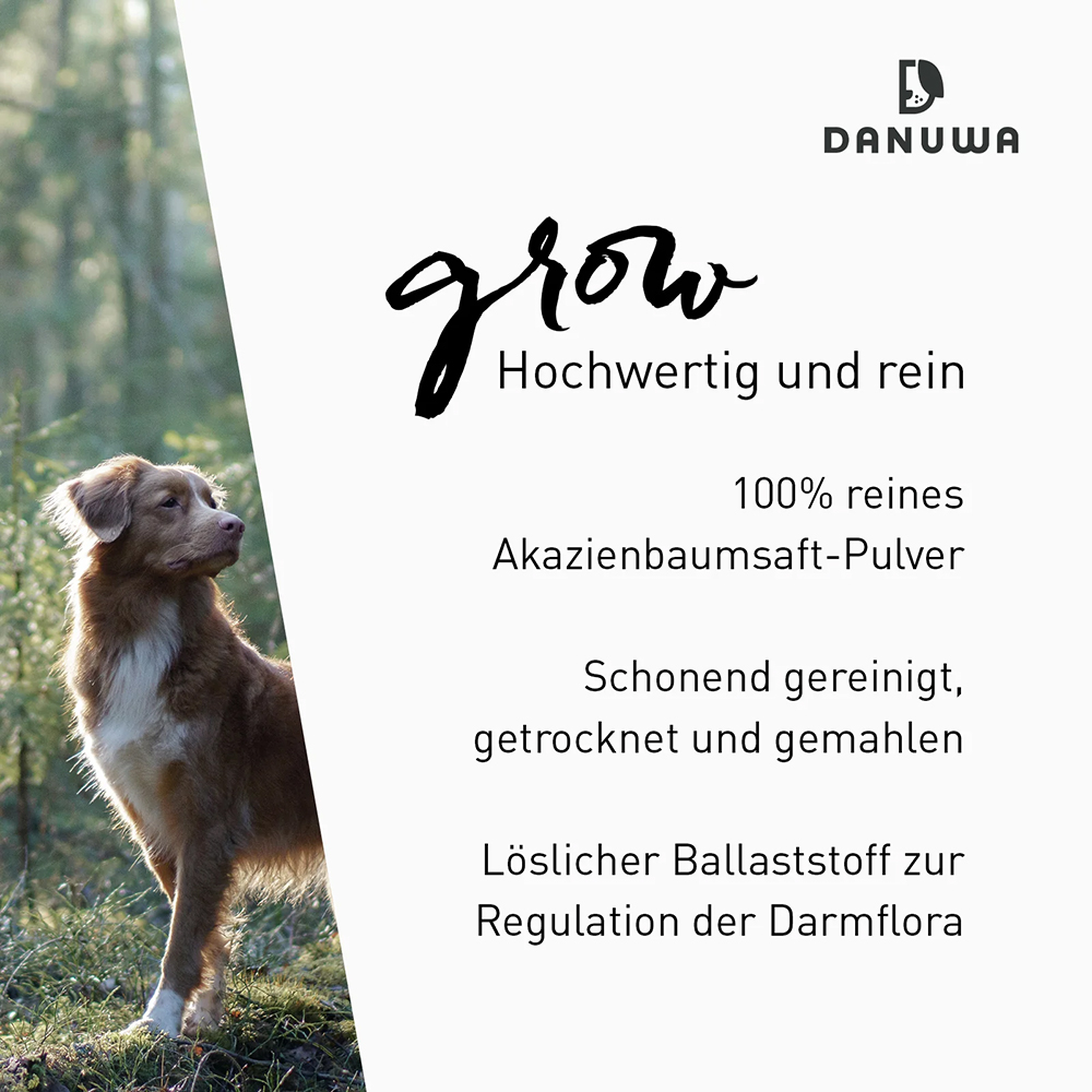 Hund, Haustier, Werbung, Golden Retriever, Plakat