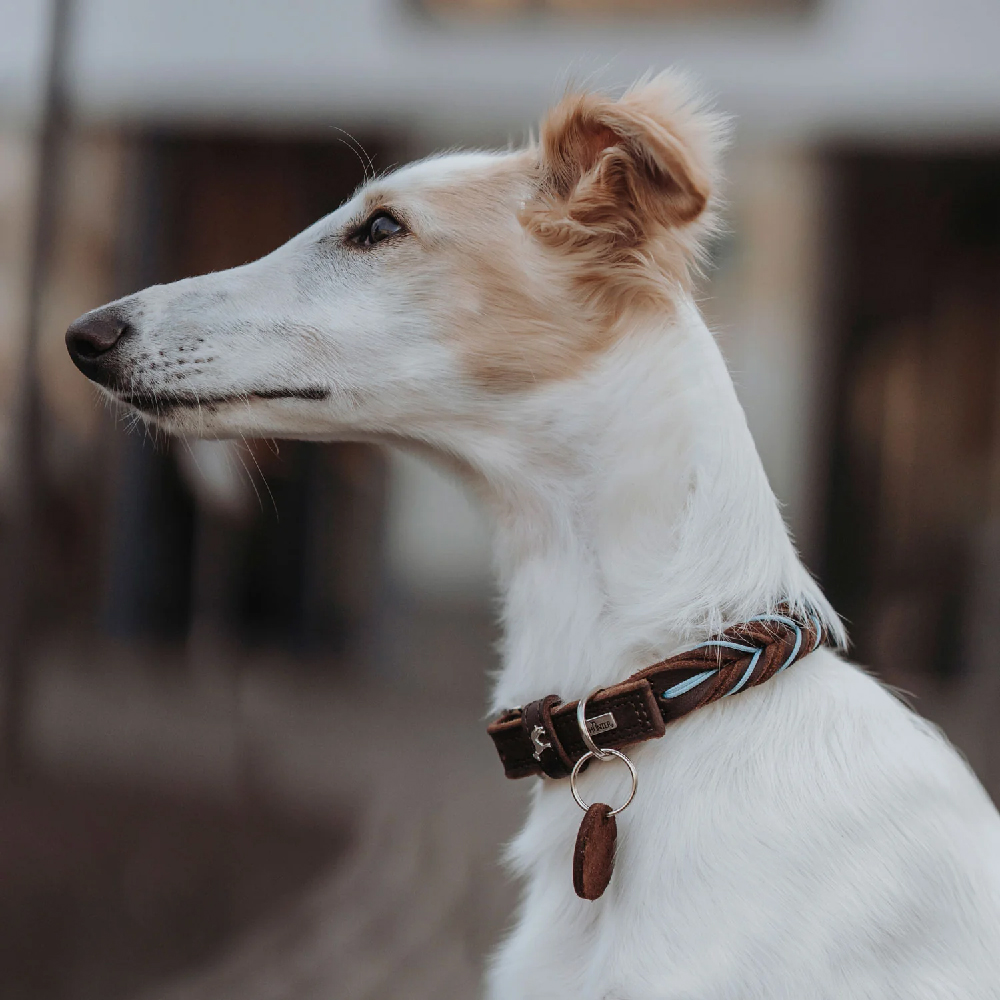 Hund, Halsband, braun, Metallring, Leder