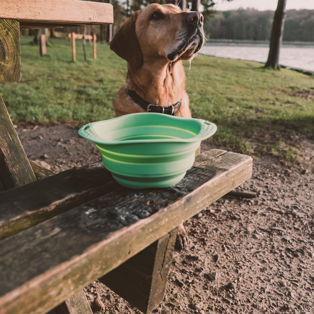 Hund, Schüssel, Grün, Outdoor, Hundeernährung