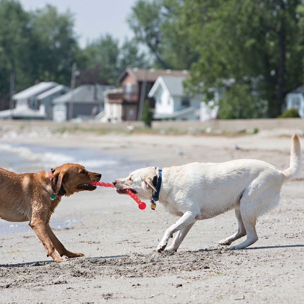 Hunde, Spielzeug, Körperspiele, Strand, Beißspielzeug