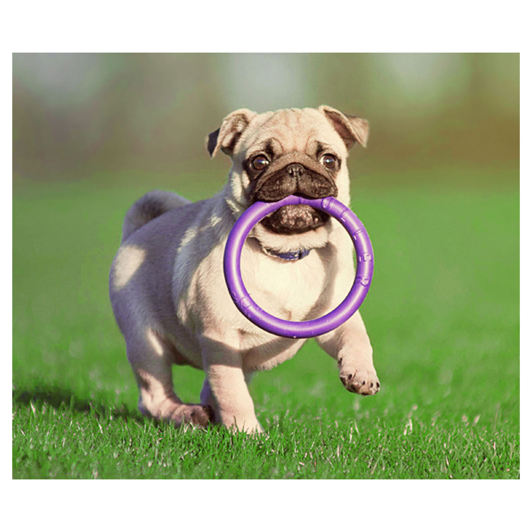 Hund, Welpe, Spielzeugring, Ringspielzeug, Gras