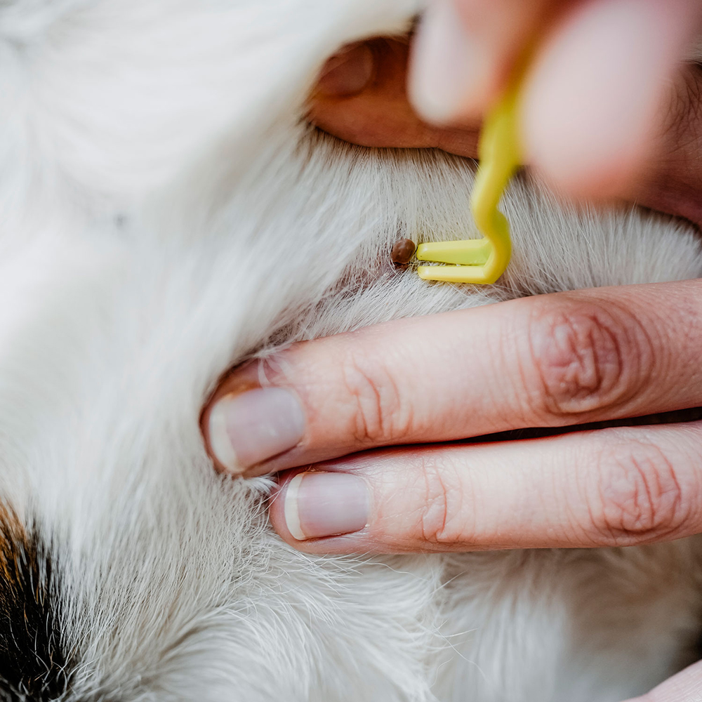Hund, Flohentfernung, Zeckenentfernung, Tierpflege, Pflegewerkzeug