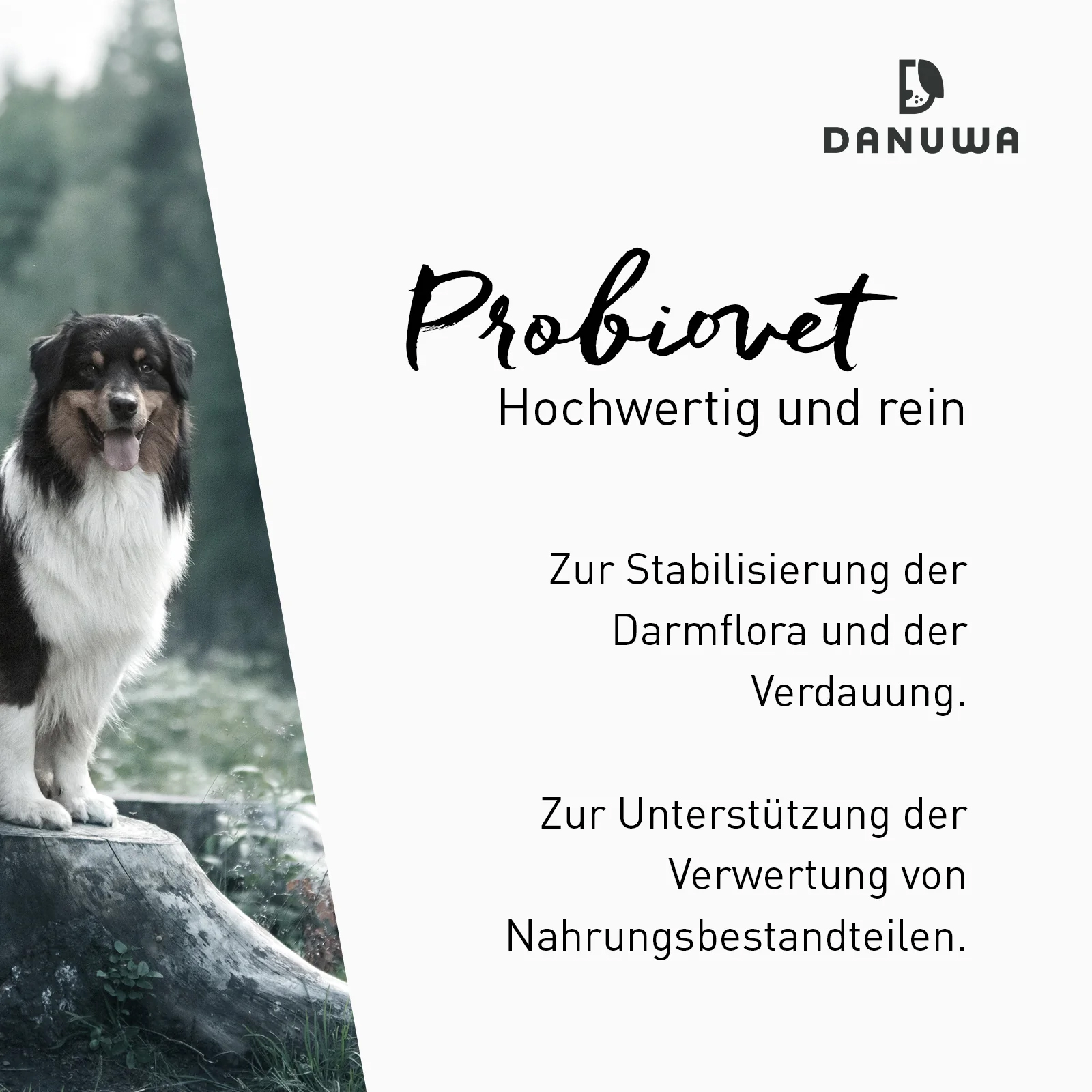 Hund, Säugetier, Haustier, Werbung, Plakat