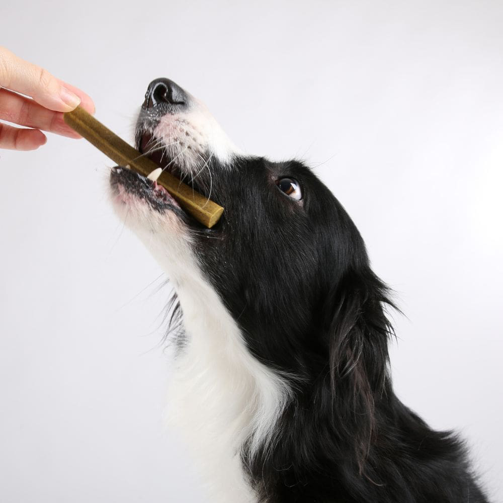 Hund, Kauartikel, Knochen, Knabberstange, Tierbedarf