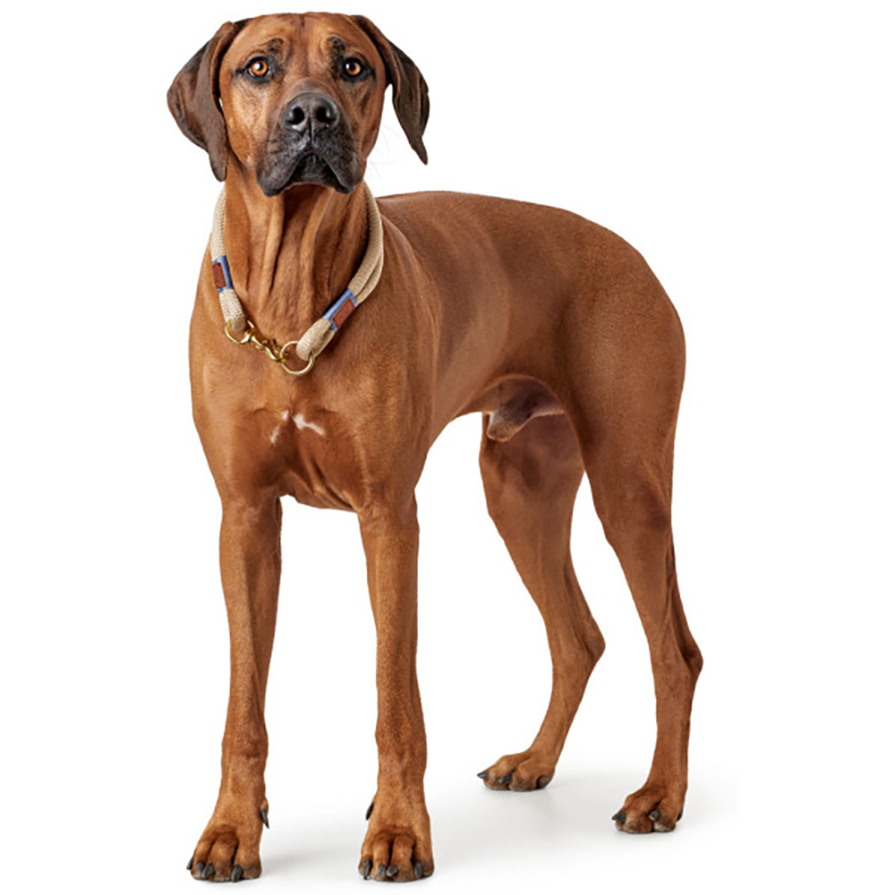 Boxer, Hund, Säugetier, Haustier