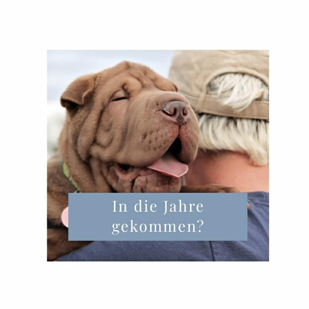 Hund, Welpe, Fell, Schmusehund, Hundefreund