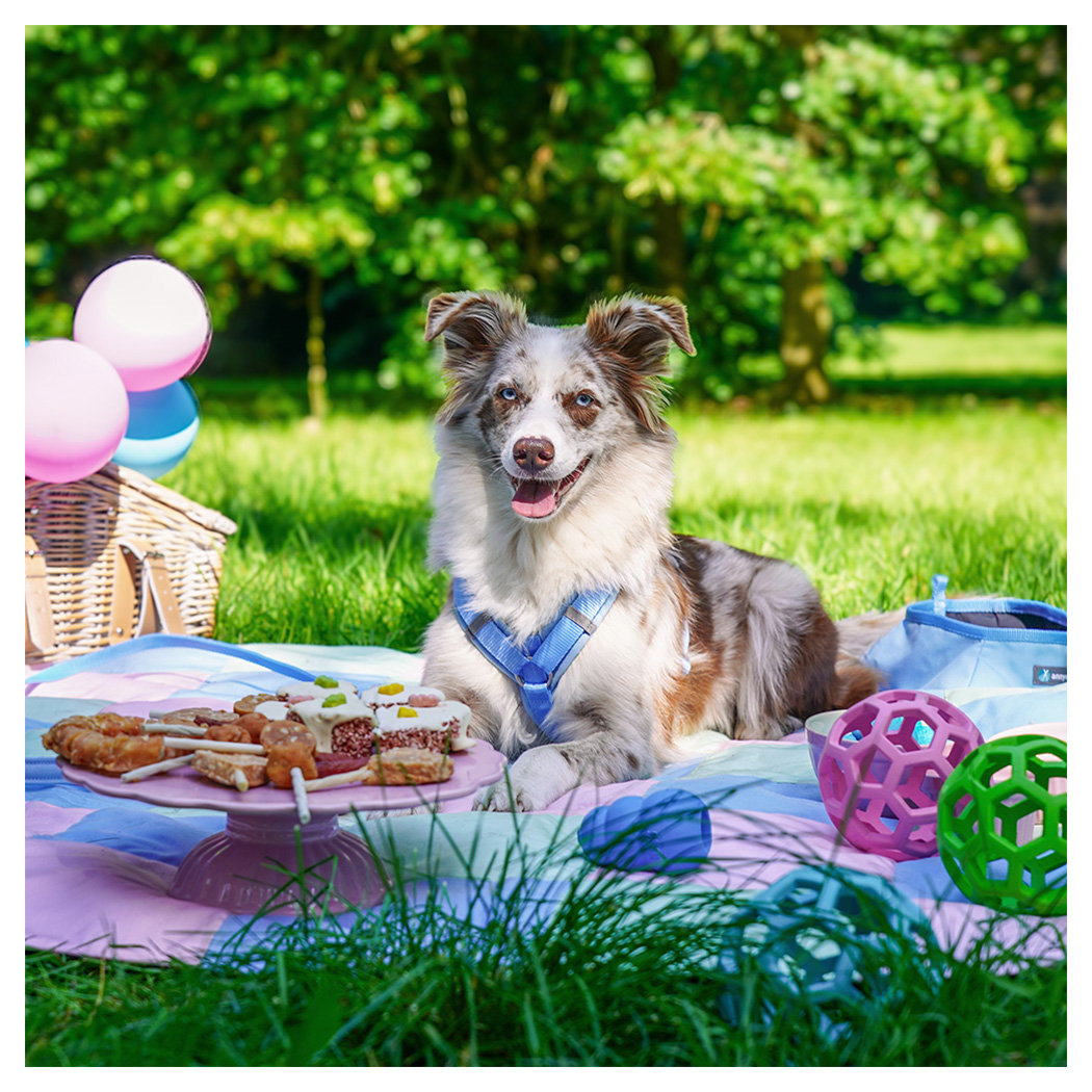 Hund, Halsband, Spielzeug, Picknick, Ball