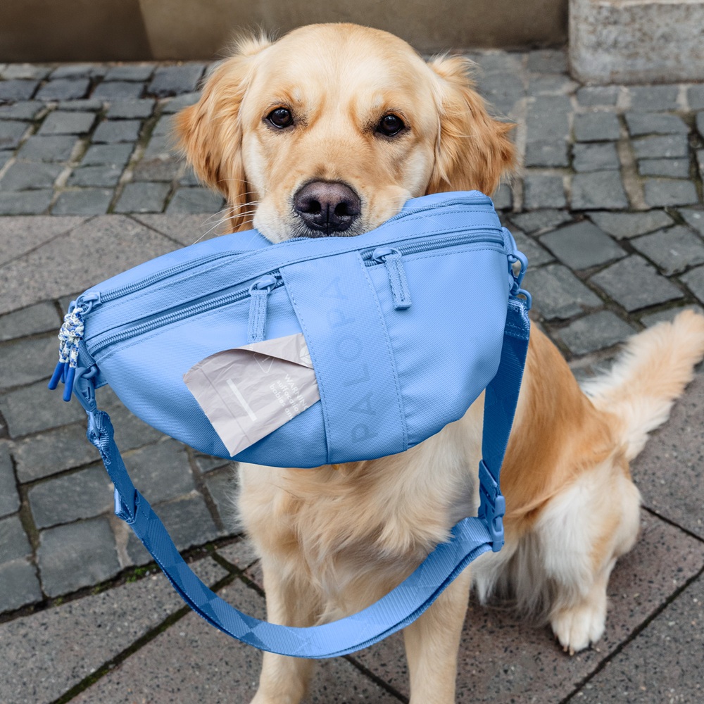 Hund, Leine, Rucksack, blau, Gurt