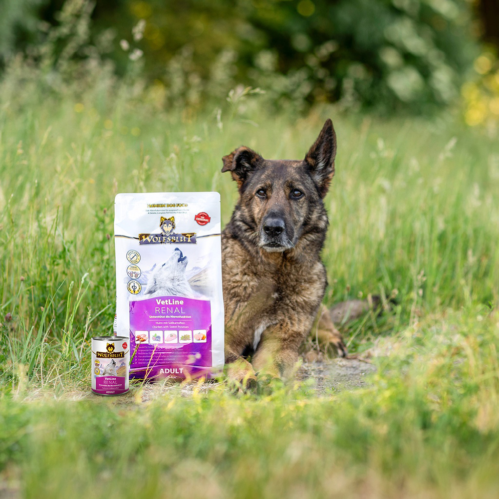 Gras, Hund, Deutscher Schäferhund, Kräuterig