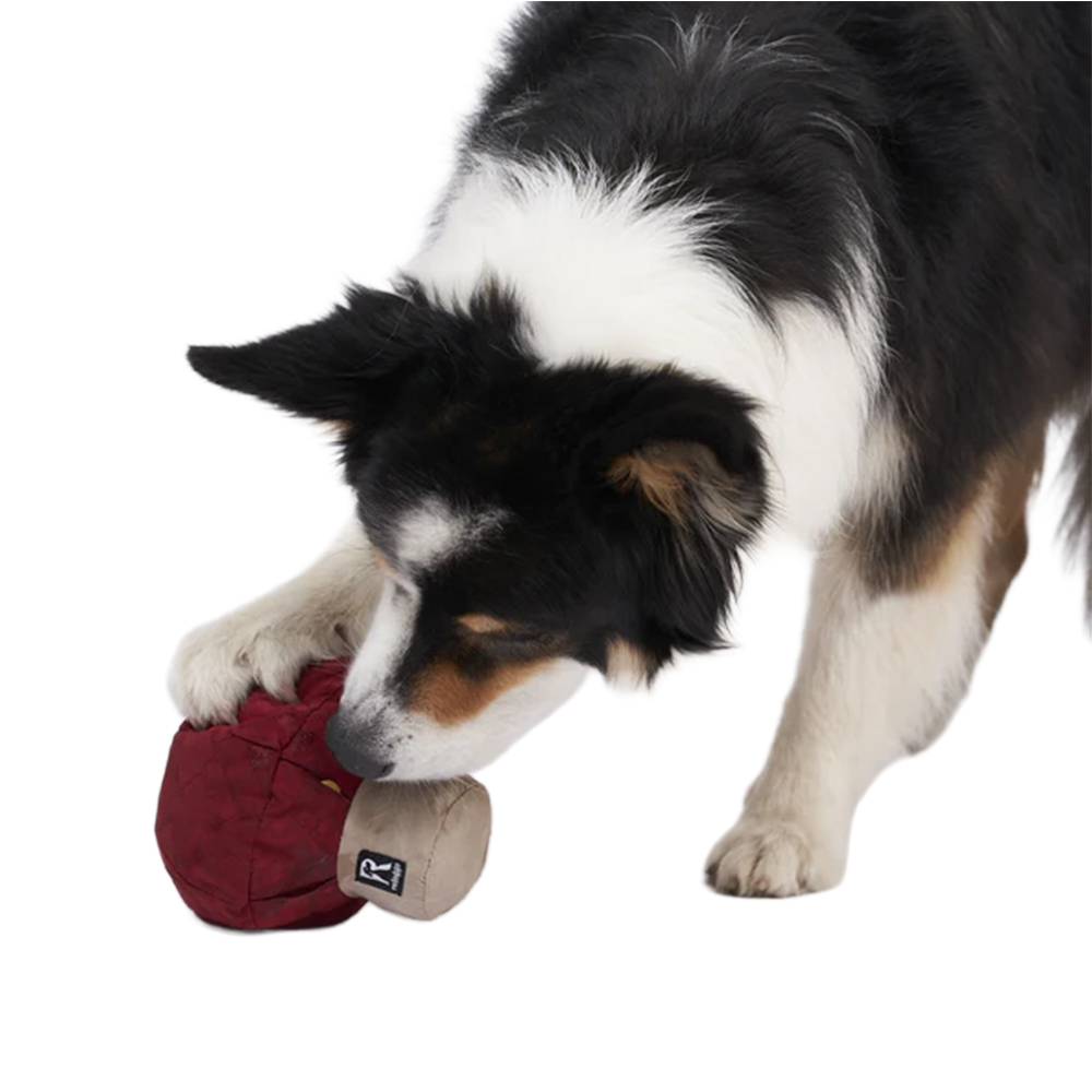 Hund, Haustier, Fußball, Collie, Tennisball