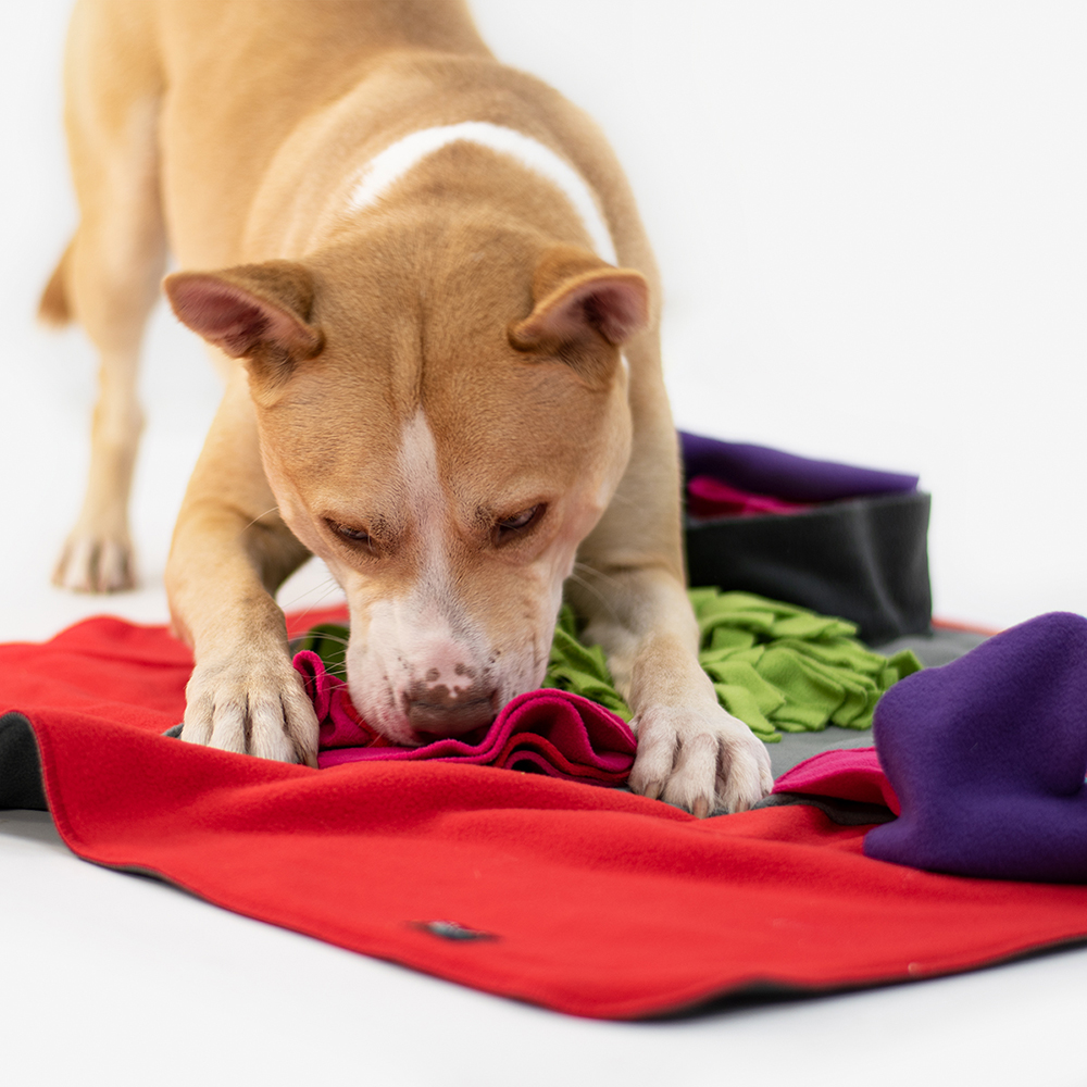 Hund, Welpe, Pflege, Kleidung, Textilien