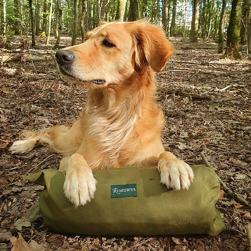 Hund, Spielzeugtasche, Dunkelgrün, Wald, Hund mit Tasche