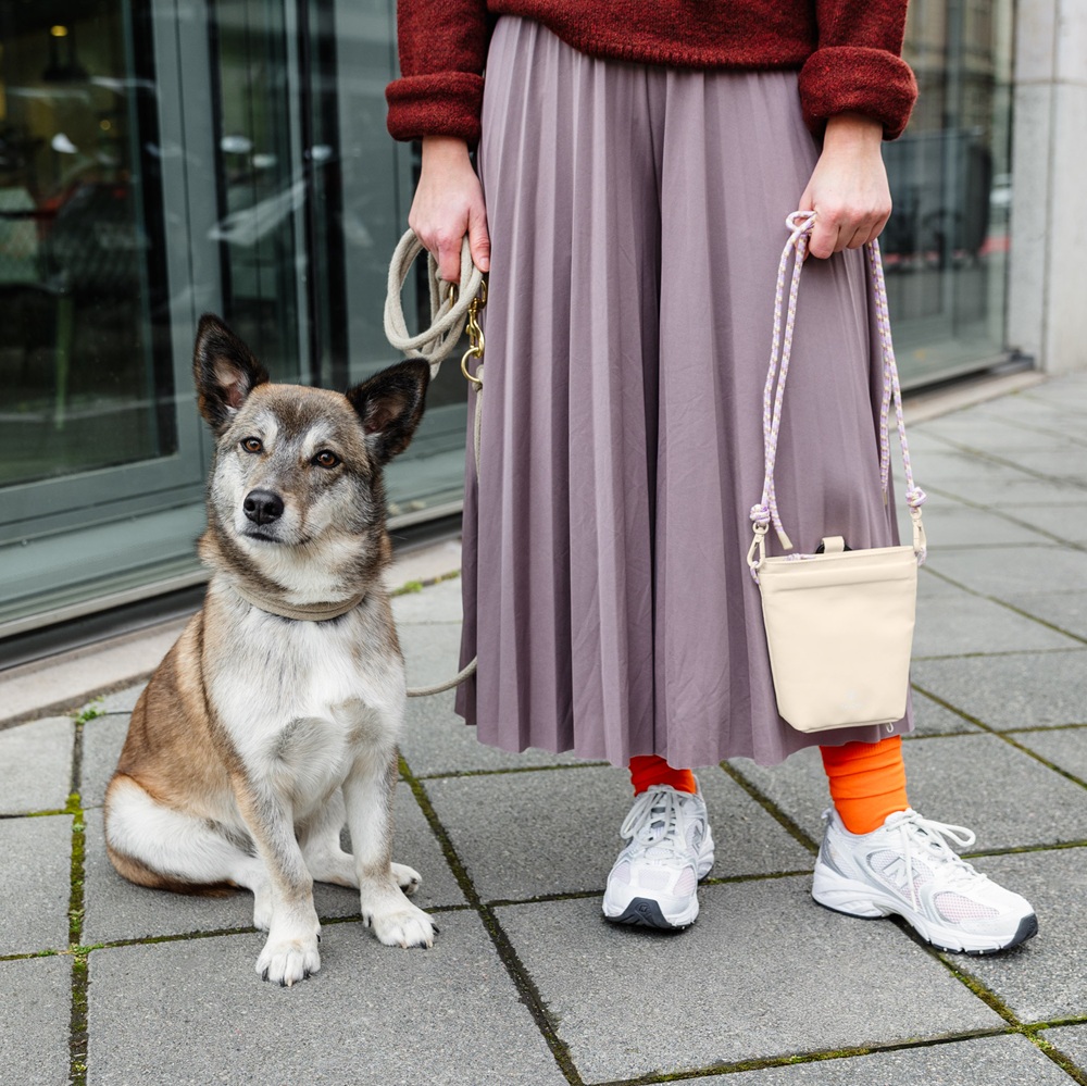 Hund, Tier, Leine, Stehend, Tasche