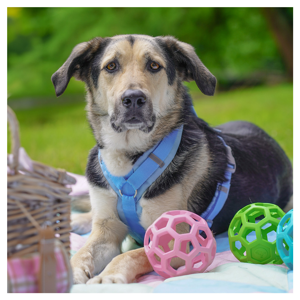 hund, tier, halsband/geschirr, blau, ballspielzeug