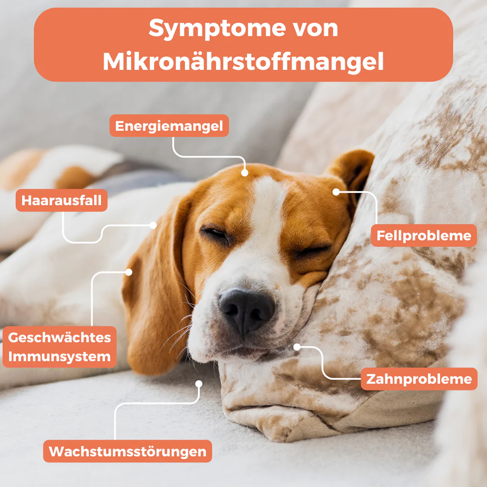 Hund, Säugetier, Haustier, Beagle