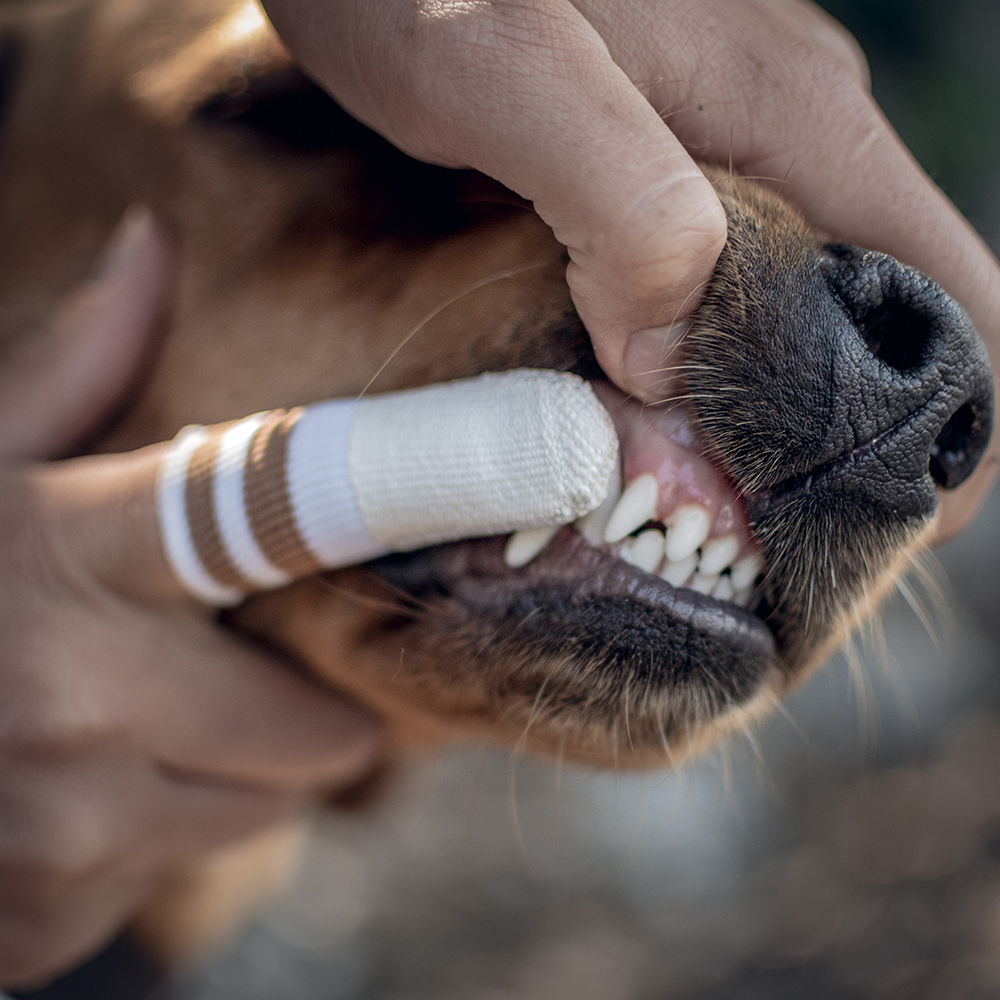 LILA LOVES IT Zahn-Fingerling für Hunde