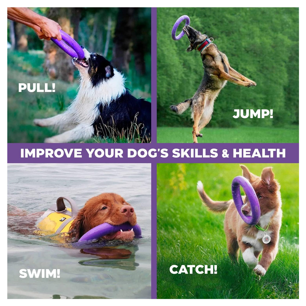 dog training, fetch toy, purple ring, dog outdoors, water play